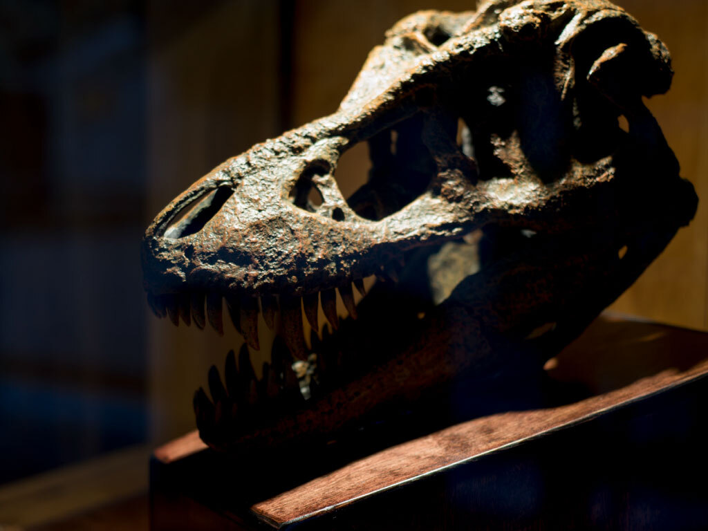 Expedition Dinosaur at Mid-America Science Museum